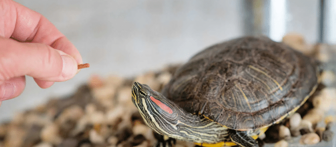 Lire la suite à propos de l’article Nourriture pour les tortues d’eau : guide complet