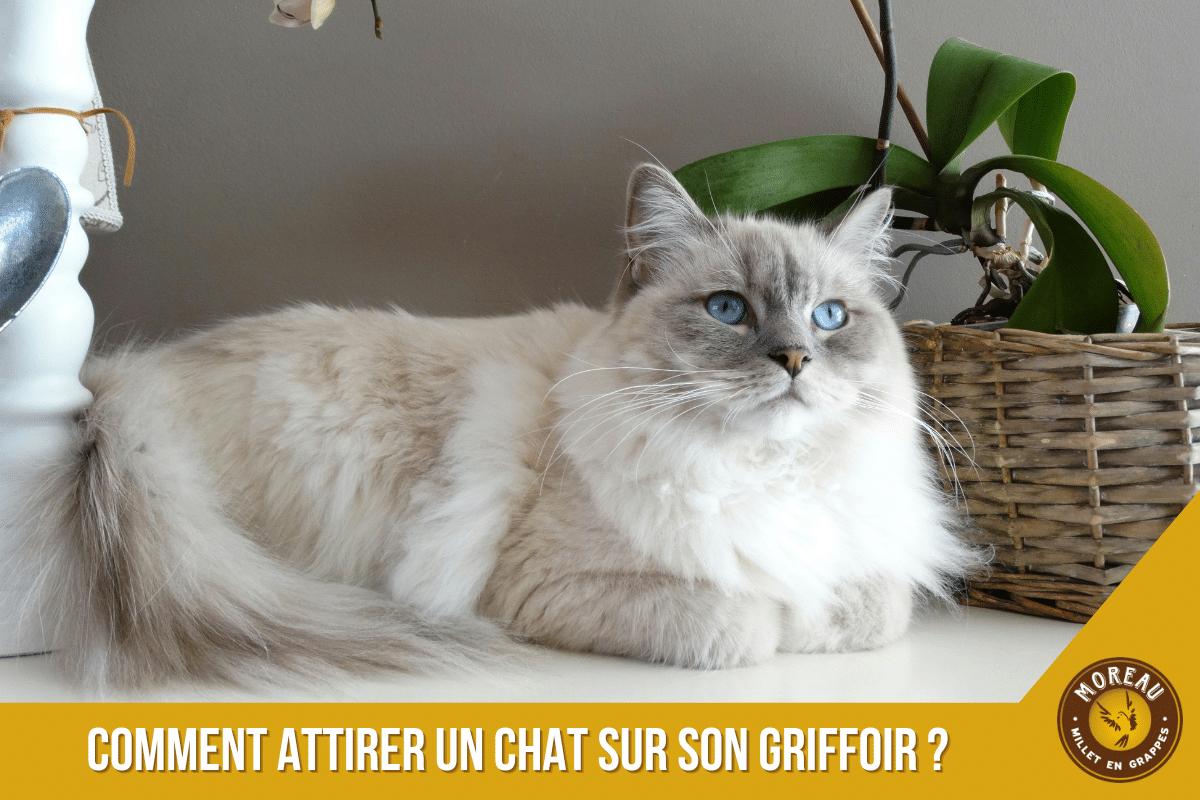 You are currently viewing Comment attirer un chat sur son griffoir ?