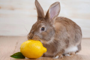 Les dangers de l'acidité du citron pour les lapins