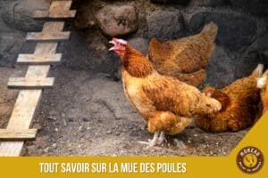 Lire la suite à propos de l’article Tout savoir sur la mue des poules