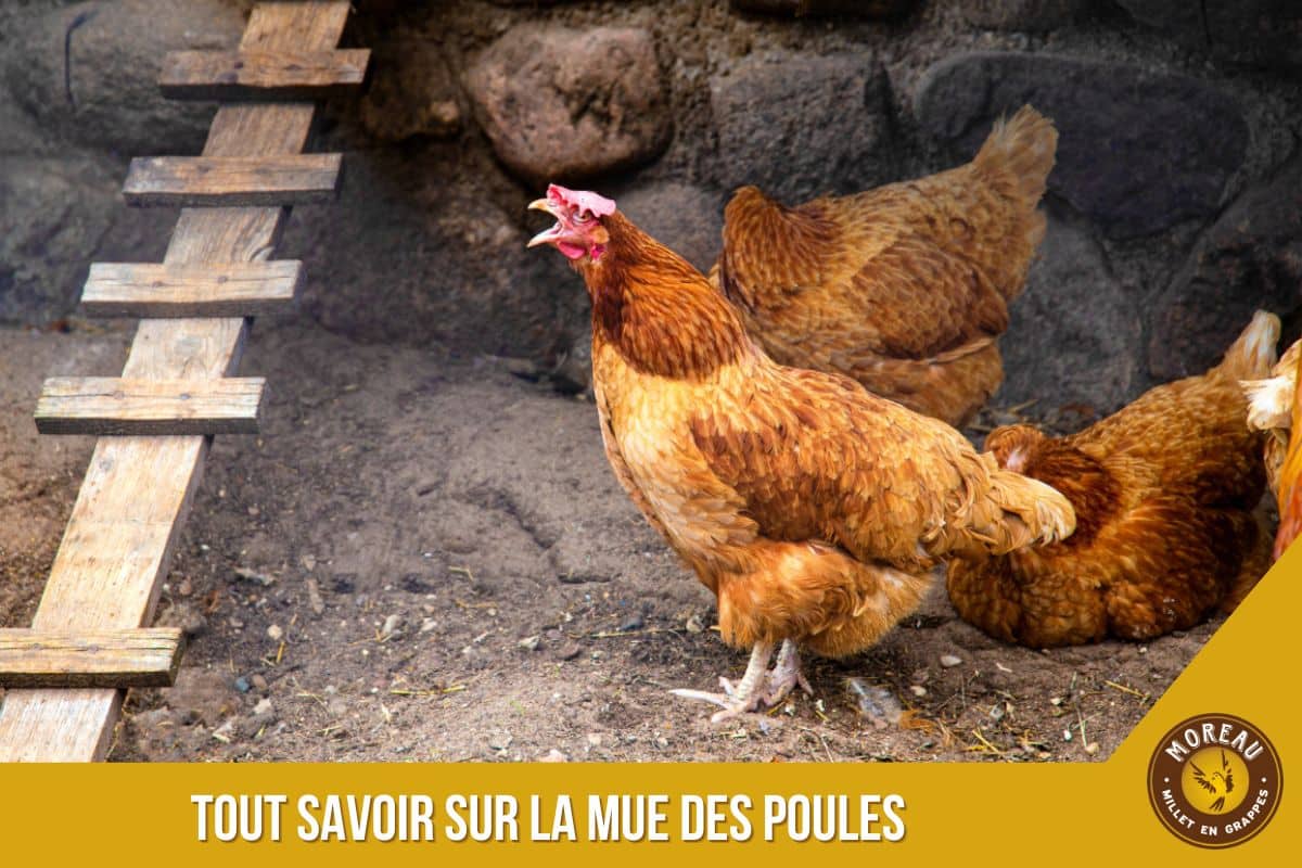 You are currently viewing Tout savoir sur la mue des poules