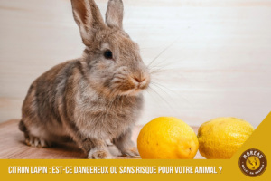 Lire la suite à propos de l’article Citron lapin : est-ce dangereux ou sans risque pour votre animal ?