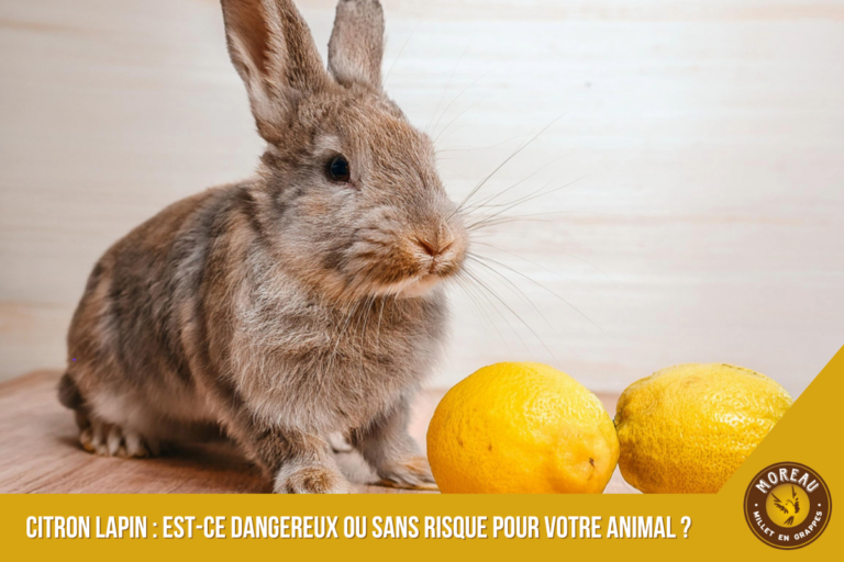 Lire la suite à propos de l’article Rabbit Lemon: Is it Dangerous or Safe for Your Pet?
