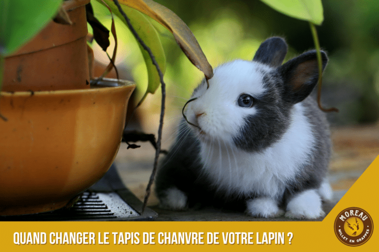 Read more about the article Hemp Carpet for Rabbits: When to Change It and How to Care for It?
