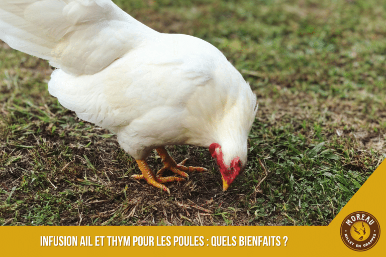 Lire la suite à propos de l’article Infusion ail et thym pour les poules : quels bienfaits ?