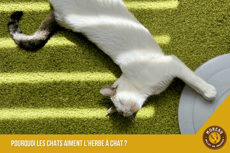 Lire la suite à propos de l’article Pourquoi les chats aiment l&rsquo;herbe à chat ?