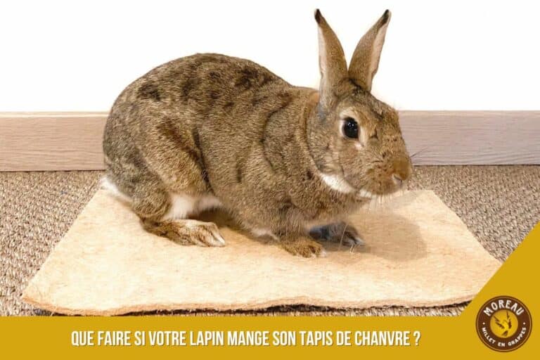 Read more about the article What to Do If Your Rabbit Eats Its Hemp Carpet?