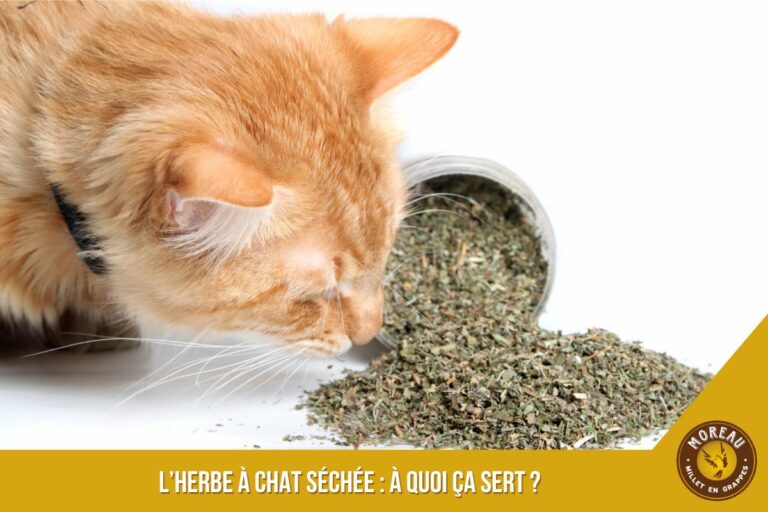 Lire la suite à propos de l’article L&rsquo;herbe à chat séchée : à quoi ça sert ?