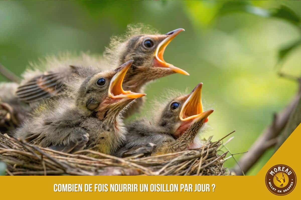 You are currently viewing Combien de fois nourrir un oisillon par jour ?