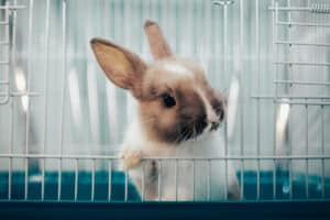 Comment faire si mon lapin ne veut plus manger de foin