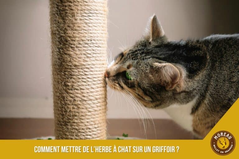 Lire la suite à propos de l’article Comment utiliser l’herbe à chat pour que votre chat adopte le griffoir