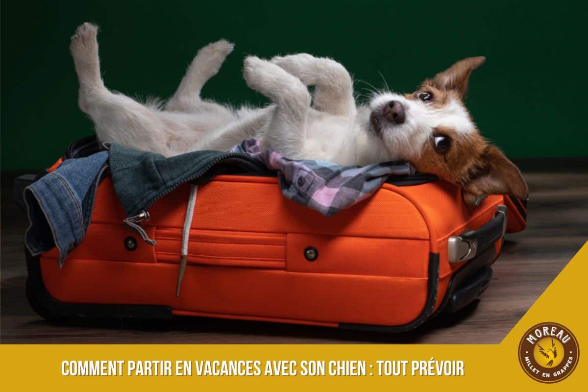 You are currently viewing Comment partir en vacances avec son chien : tout prévoir