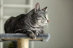 Erreurs qui empêchent l’herbe à chat de fonctionner sur un griffoir