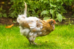 Ma poule perd ses plumes à cause d’une carence alimentaire