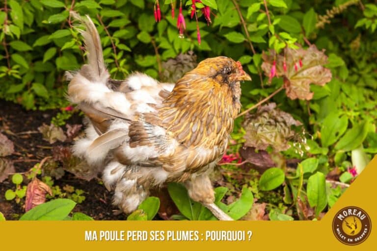 Lire la suite à propos de l’article Ma poule perd ses plumes : pourquoi ?
