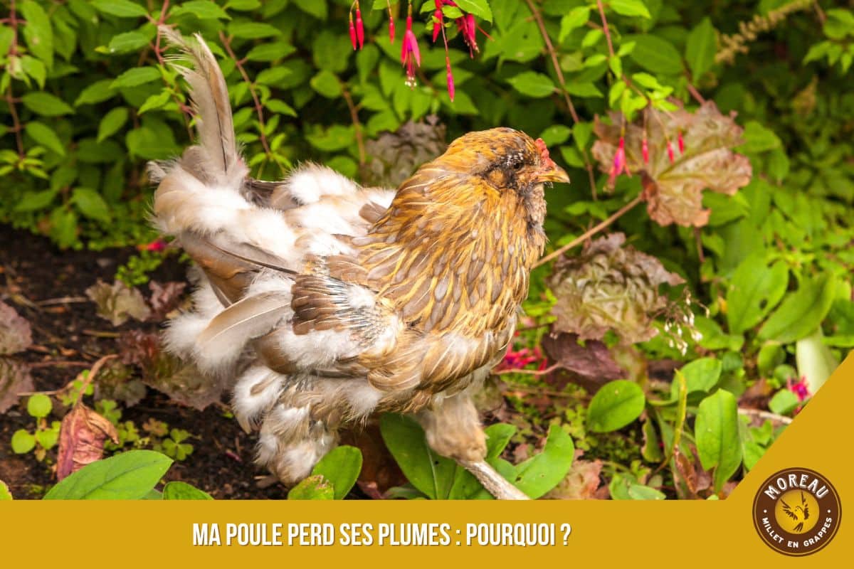You are currently viewing Ma poule perd ses plumes : pourquoi ?