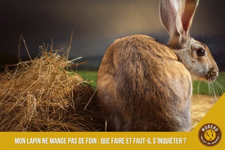 Lire la suite à propos de l’article Mon lapin ne mange pas de foin : que faire et faut-il s’inquiéter ?