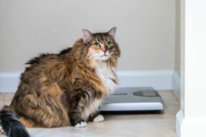 Ce qui peut faire gargouiller le ventre de mon chat
