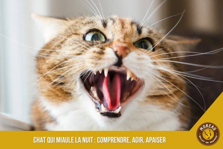 Lire la suite à propos de l’article Chat qui miaule la nuit : comprendre, agir, apaiser