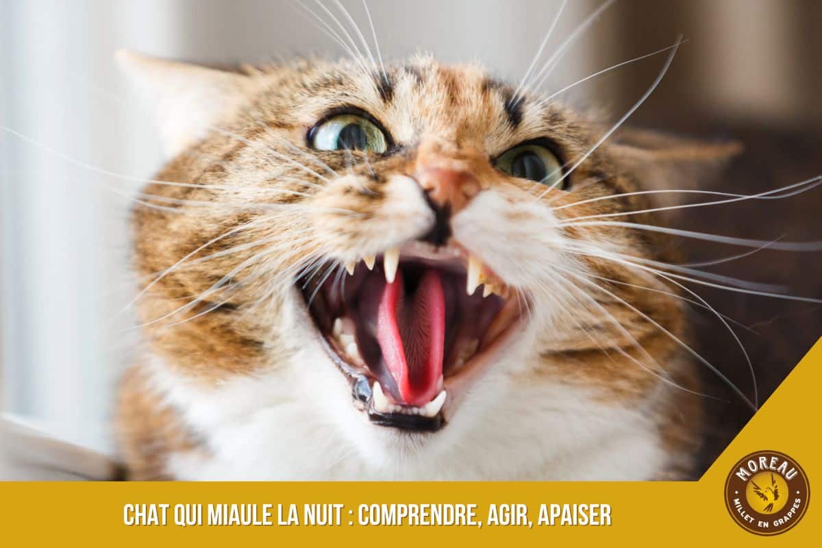 You are currently viewing Chat qui miaule la nuit : comprendre, agir, apaiser