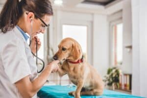 Chiot qui vomit ses croquettes : les signes qui exigent une réaction rapide