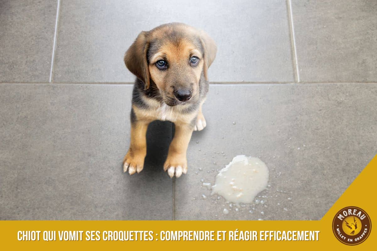 You are currently viewing Chiot qui vomit ses croquettes : comprendre et réagir efficacement