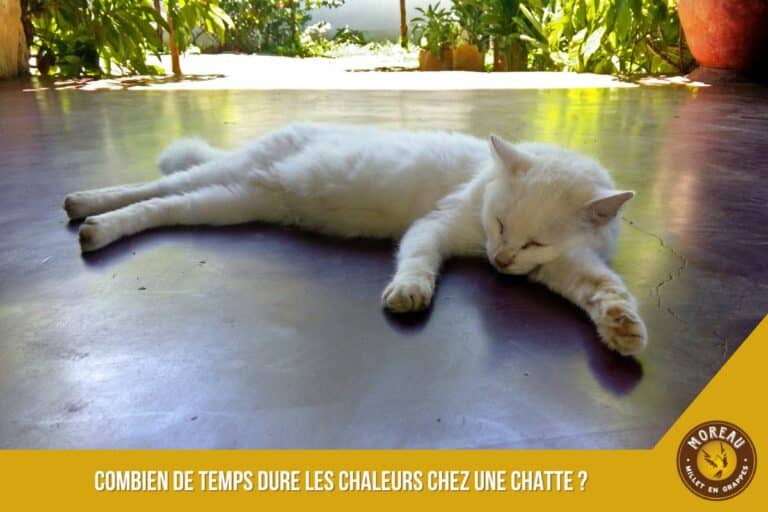 Lire la suite à propos de l’article Combien de temps dure les chaleurs chez une chatte ?