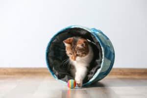 La routine réduit les miaulements de votre chat la nuit