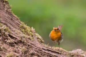 Observer un nid de rouge-gorge sans le perturber dans la nature