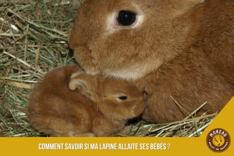 Lire la suite à propos de l’article Comment savoir si ma lapine allaite ses bébés ?