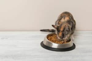 Croquettes inadaptées : une cause fréquente de ventre qui gargouille chez le chat