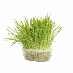 Herbe à chat dépurative pour digestion