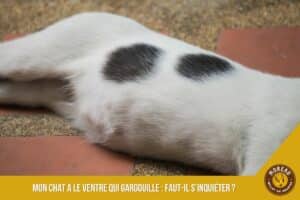 Lire la suite à propos de l’article Mon chat a le ventre qui gargouille : faut-il s’inquiéter ?