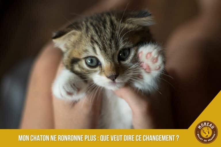Lire la suite à propos de l’article Mon chaton ne ronronne plus : que veut dire ce changement ?
