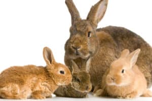 Ne pas trop toucher les bébés lapins pendant l’allaitement