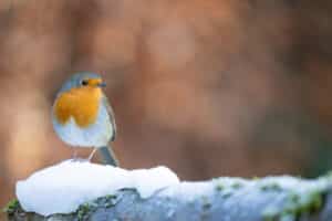 Quand et comment le rouge-gorge fait son nid dans la nature
