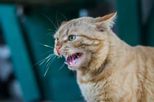 un chat qui miaule la nuit cache un problème de santé