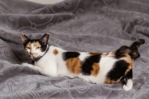 Quelle est la durée exacte des chaleurs chez une chatte