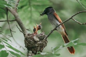 La fréquence à laquelle il faut nourrir un bébé oiseau selon son âge