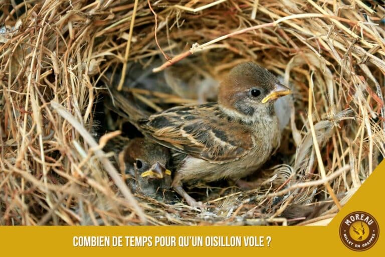 Lire la suite à propos de l’article Combien de temps pour qu’un oisillon vole ?