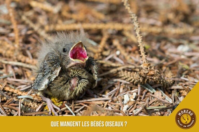 Lire la suite à propos de l’article Que mangent les bébés oiseaux ?