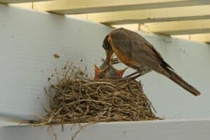 Un bébé oiseau doit manger très souvent les premiers jours