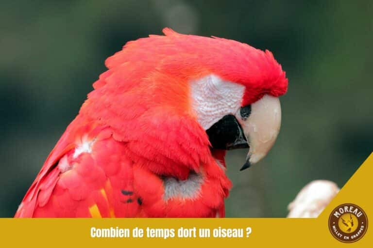 Lire la suite à propos de l’article Combien de temps dort un oiseau ?