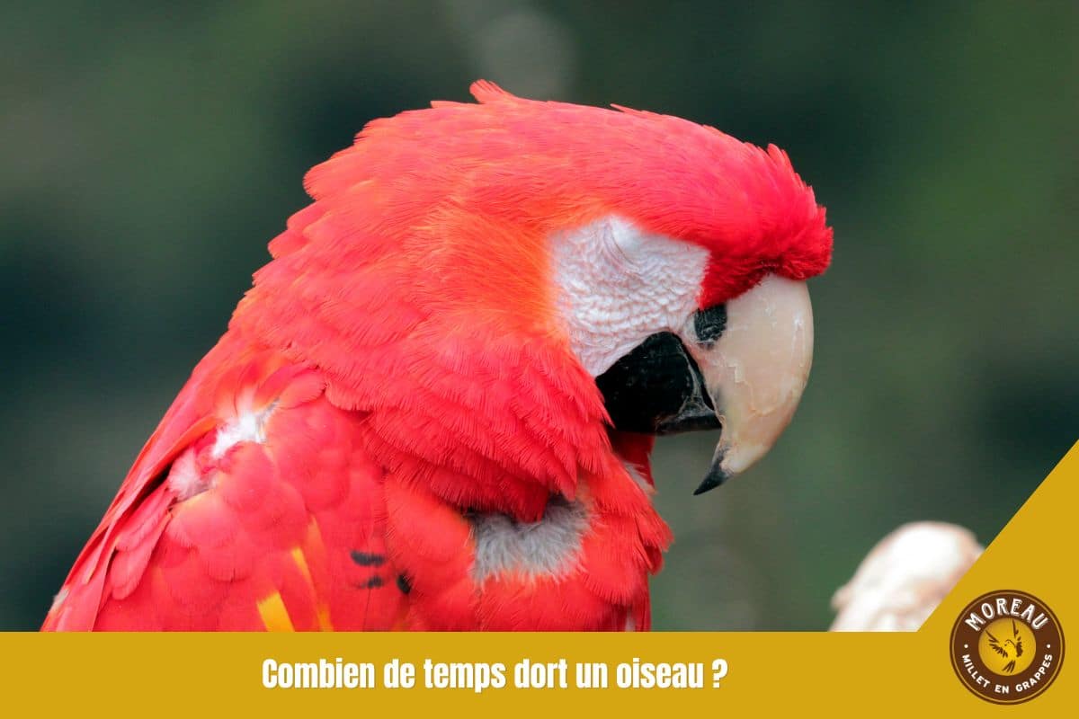 You are currently viewing Combien de temps dort un oiseau ?