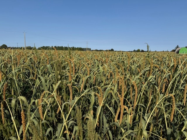 La qualité exceptionnelle du millet en grappes rouge et jaune en 2025