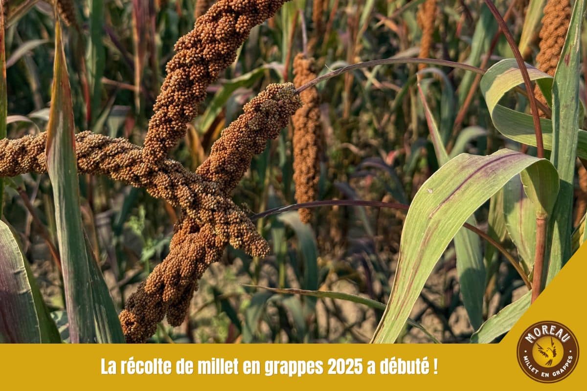 You are currently viewing La récolte de millet en grappes 2025 a débuté !
