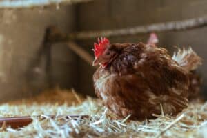 Les causes fréquentes de diarrhée chez les poules