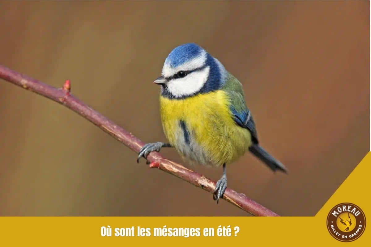 You are currently viewing Où sont les mésanges en été ?