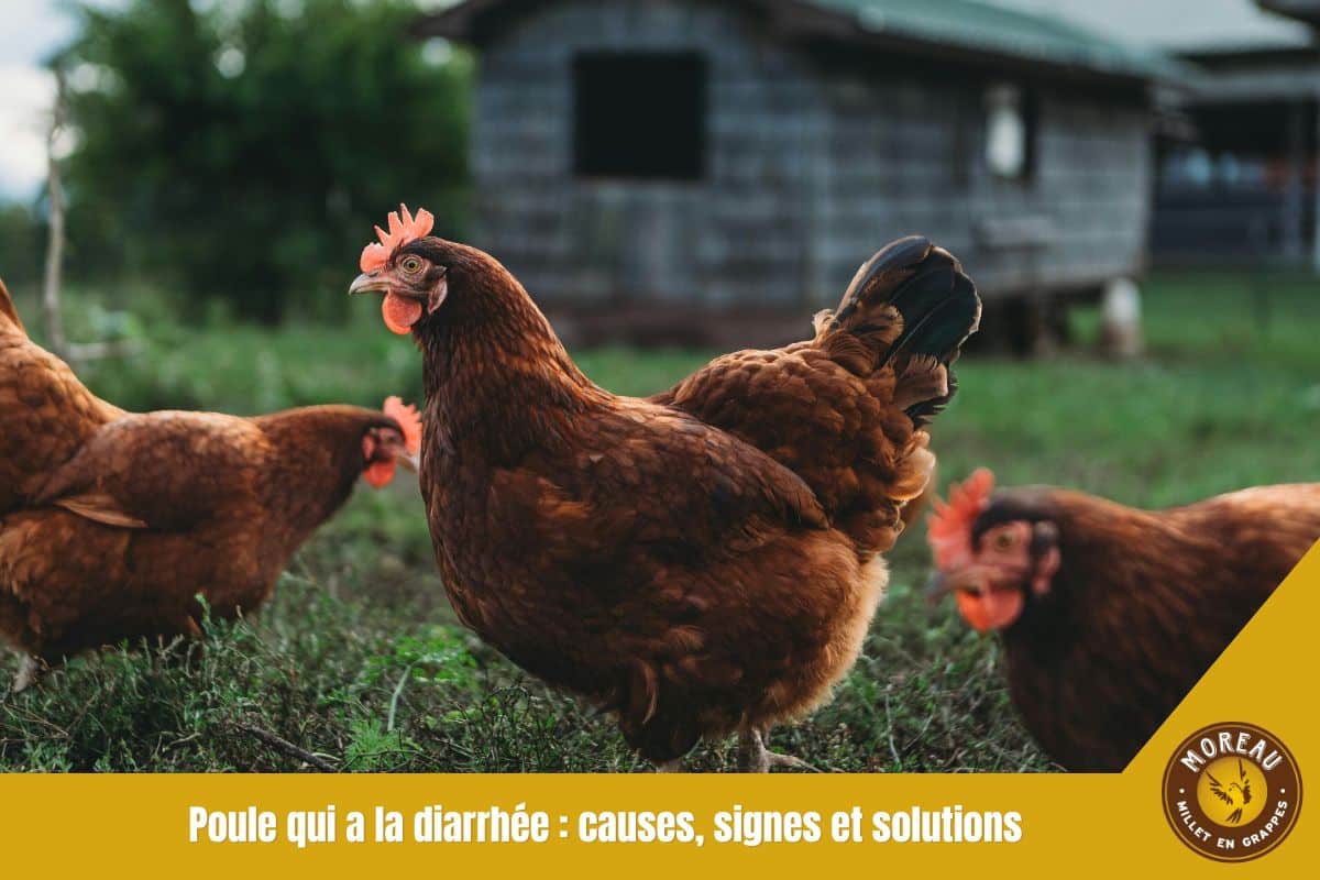 You are currently viewing Poule qui a la diarrhée : causes, signes et solutions