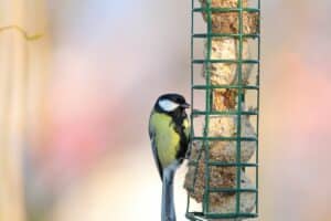 Adapter la nourriture des oiseaux selon les saisons